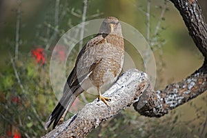 Wild bird feeding on a tree branch