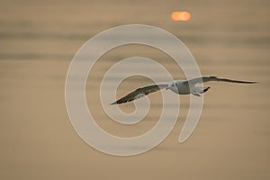 A wild bird flying in the golden light at the time of sunset.