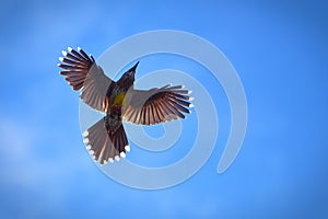 Wild bird flying