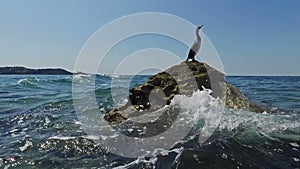 Wild bird Great Cormorant sitting on a rock in the sea. View of area near old city Piran and Strunjan. Slovenian Istria.