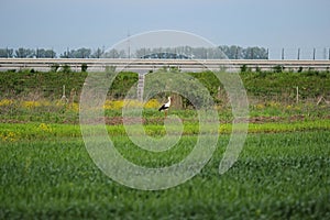 Wild bird on a green filed