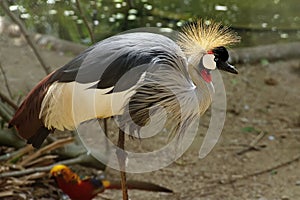 Wild Bird. Grey crowned crane