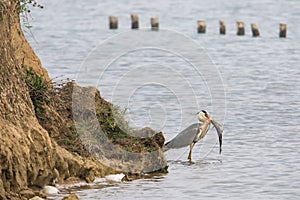 Wild bird: Grey heron with a big fish for lunch