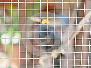 A wild bird Hill Mynah trapped in a cage symbolizing hopelessness and losing freedom in life