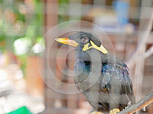 A wild bird Hill Mynah trapped in a cage symbolizing hopelessness and losing freedom in life