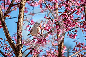 Wild bird with Himalayan Cherry flower