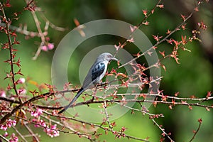 Wild bird with Himalayan Cherry flower