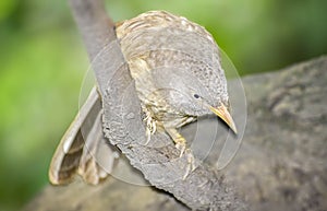 Wild Bird in its natural habitate.India.may 2019