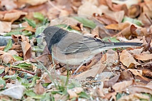 Wild bird looks for food in the leaves