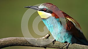 Wild bird in morning procedures, bee-eater belches regurgitates