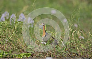 A Wild Bird Moving alone In The Green Wetland at nature ..