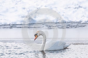 Salvaje pájaro rechazar cisne en el invierno sobre el estanque 