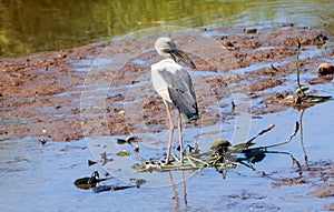 Wild Bird in Nature