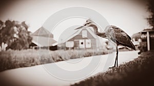 Wild bird near channel in a dutch farm