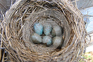 Wild bird nest with blue eggs inside, close up.