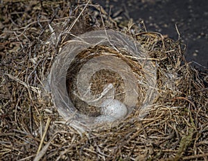 Wild bird nest with two eggs