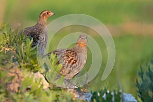 Wild bird partridge. Warm colors nature background. Bird: Grey Partridge Perdix perdix