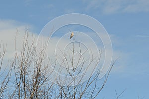 Wild bird perch on tree top branch