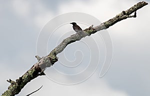 Wild bird perched on limb