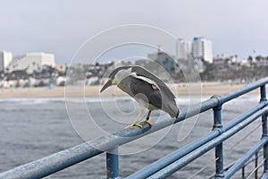 Wild bird on pier at Venice beach, Los Angeles, California