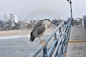 Wild bird on pier at Venice beach, Los Angeles, California