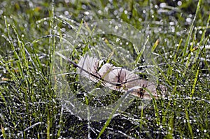 Wild bird of pray hawk feather in dewy meadow grass