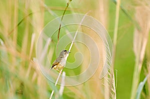 Wild bird Prinia inornata on Miscanthus, beauty in nature, animal themes