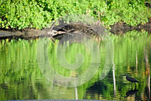 Wild bird in the river