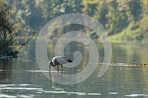 Wild bird on a river in Chitwan National Park, Nepal