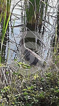 Wild bird at the river