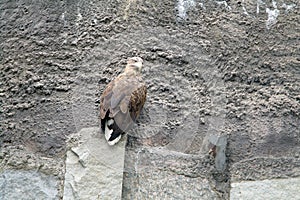 Wild bird on a rock