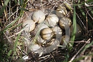 Wild bird's nest with eggs