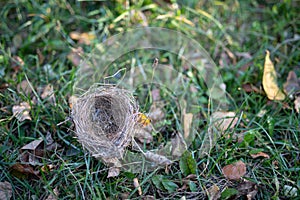 A wild bird`s nest laid out on the grass. Nesting place for wild