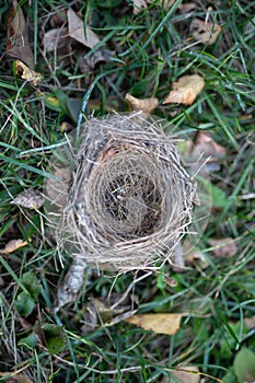 A wild bird`s nest laid out on the grass. Nesting place for wild