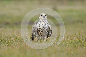 Wild bird  Saker falcon, falco cherrug, wild bird in the Hungarian steppe