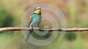 Wild bird screaming jumping on a branch