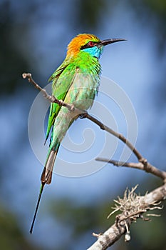 A wild bird with a sharp beak sitting on the branch