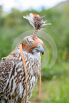 Wild bird sitting on grassy meadow photo