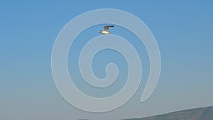 Wild bird in the sky. Birds flying. Seagull flying against blue sky. Seagull soaring in the sky. Tourism in Europe. Gull