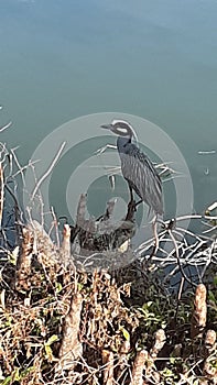 Wild bird sunbathing