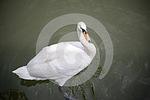 Top view on a white swan floating in the water. Wild swan swimming on the lake