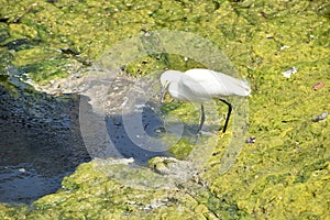 Wild bird water at enice beach, Los Angeles, California