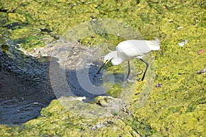 Wild bird water at enice beach, Los Angeles, California