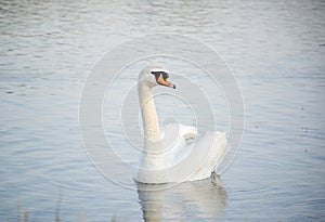 Wild bird. A white swan floating in the water. Wild swan swimming on the lake