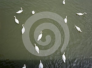 Wild bird. A swan is floating in the water. Top view on a group of wild swans swimming on the lake