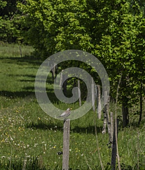 Wild bird on wooden post in green fresh spring day