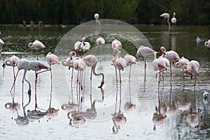 Wild birds big pink flamingo in national park, Provence, France