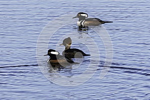 Wild birds on blue water, Hooded Mergansers ducks