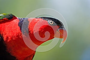 Salvaje observación de aves de 