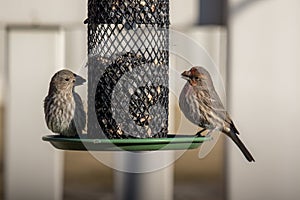 Wild birds eat seed from a feeder